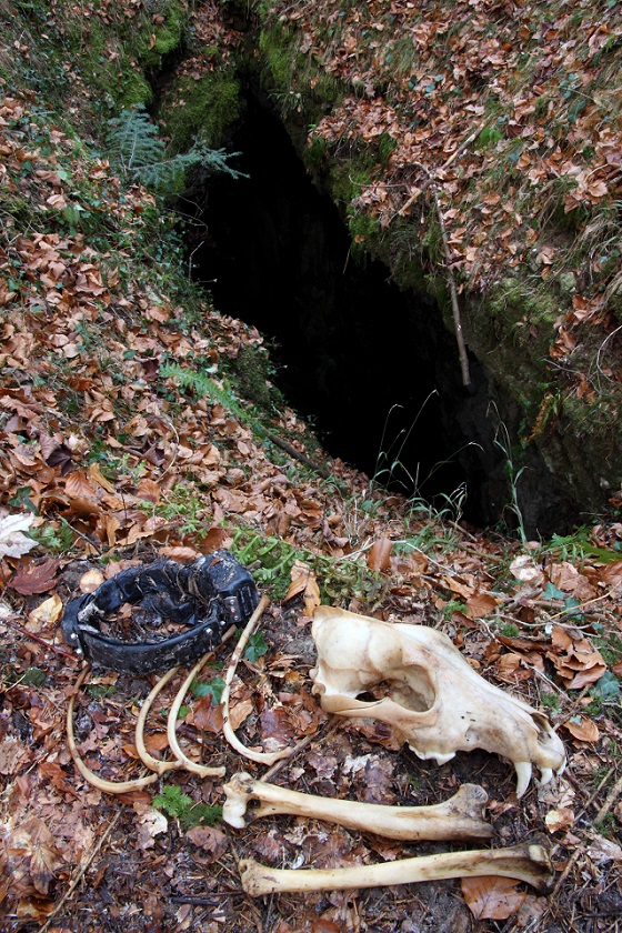 Okostje volkulje Tine. Foto: Miha Krofel